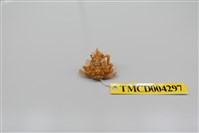 藏品(帶刺併額蟹)的圖片